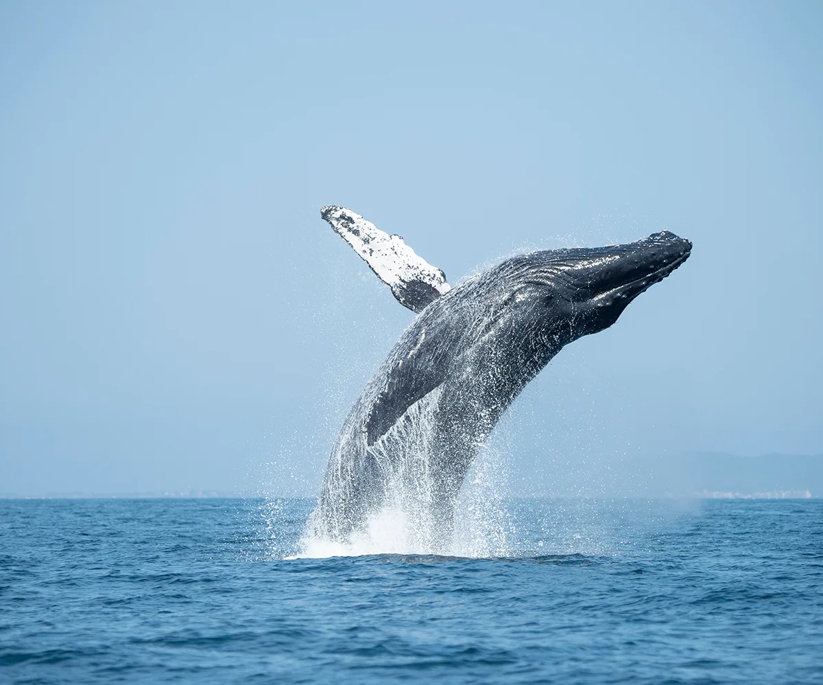 Explore Nuevo Vallarta and its surroundings