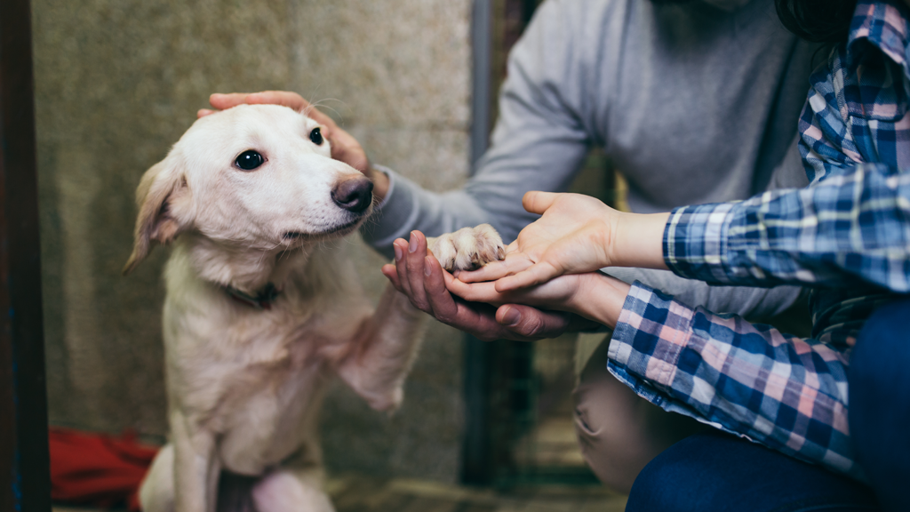 A Dog’s New Life: How You Can Adopt During Your Nuevo Vallarta Vacation